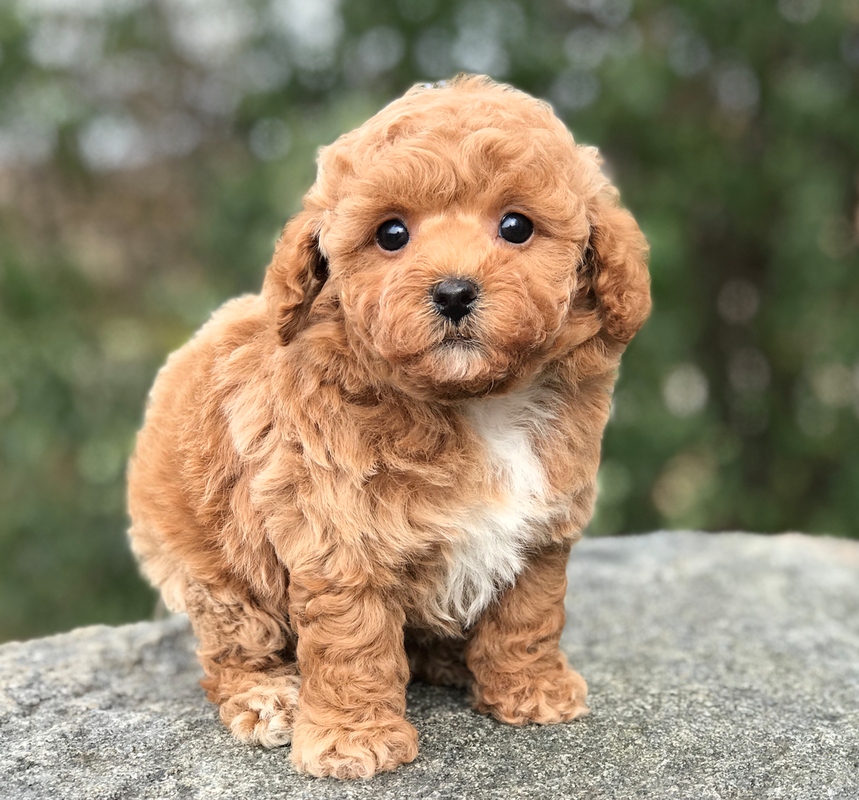 red miniature poodles for sale near me